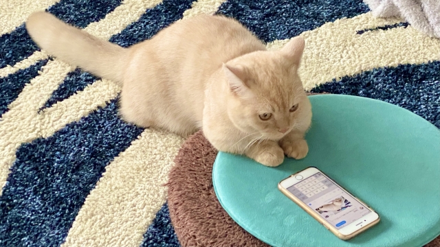 スマホ検索する猫